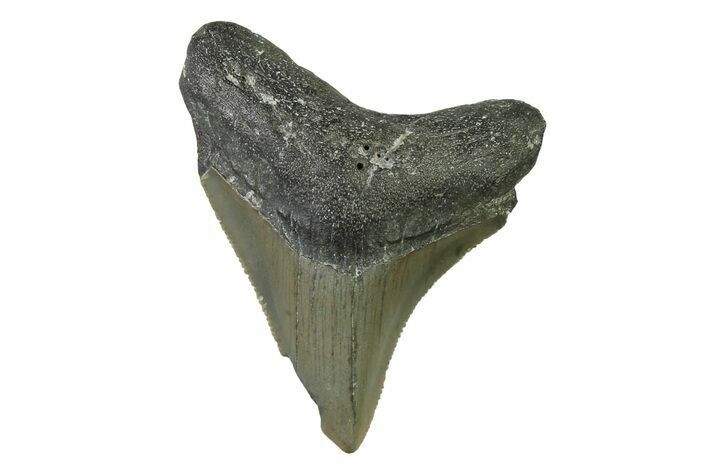 Serrated, Juvenile Megalodon Tooth - North Carolina #338532